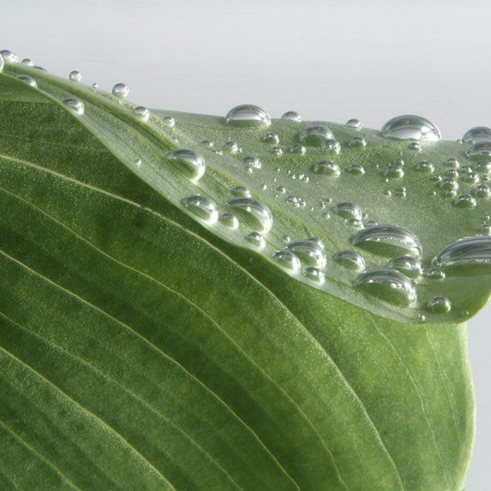  菌群失衡 &times; 角蛋白断链：头皮屏障与发丝结构的双重失稳根源